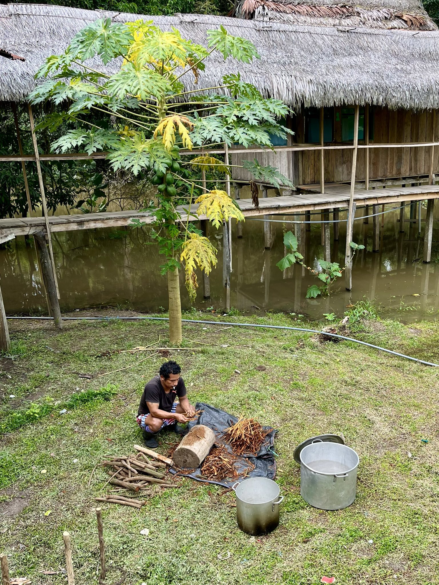 Schamane bereitet Ayahuasca vor